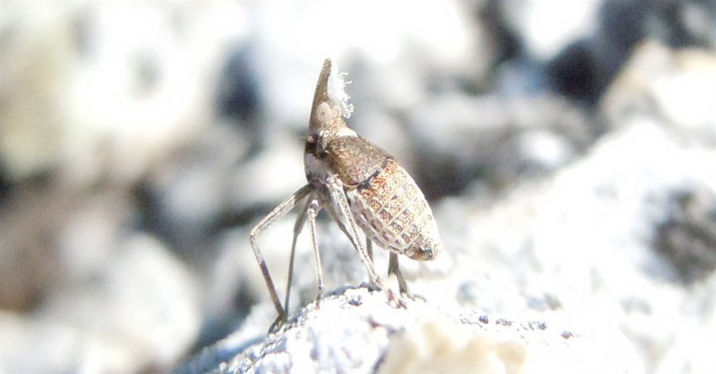 Bursinia sp.